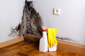 Cortland, NY Mold Removal & Remediation Company